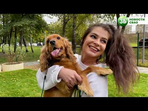 Уникальная собачья площадка появилась в Лосинке