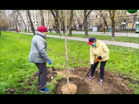 В сквере на Рижском высадили деревья